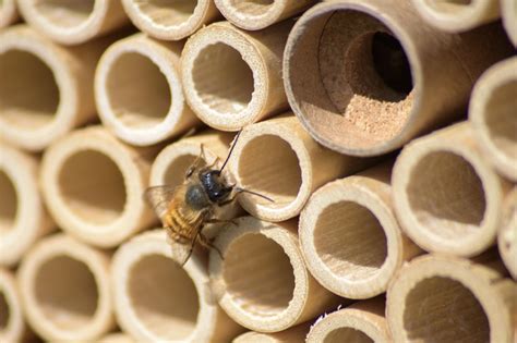 Celui d'apiculteur.pour tout savoir sur les abeilles, comment les trouver, comment récolter du miel, comment gérer les ruches ou faire reproduire ses abeilles, c'est par ici. Une ruche dans mon jardin pour sauver les abeilles - CAROLINE MUNOZ