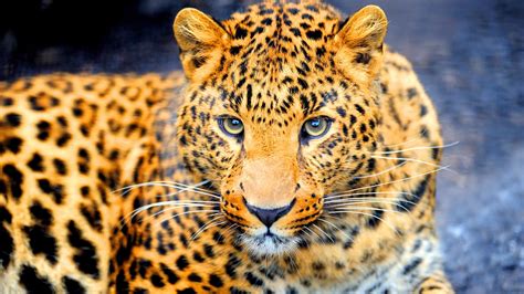 Jaguar Wallpapers Hd Backgrounds Images Pics Photos Free Download