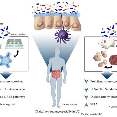 Of Probiotic Anti Inflammatory Effects In Intestinal Chronic Diseases