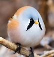 World birds on | Vögel als haustiere, Niedliche vögel und Süßeste haustiere