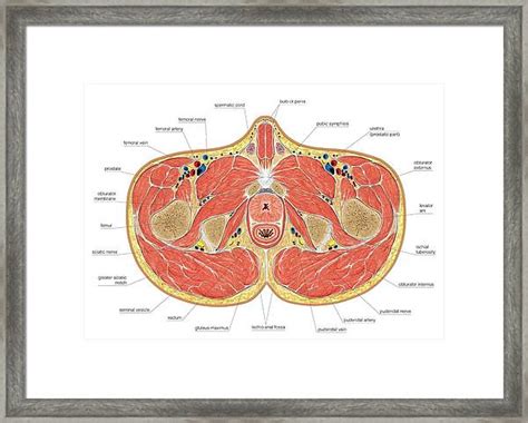 Muscles Of Pelvis Floor Cross Section Photograph By Asklepios Medical Atlas