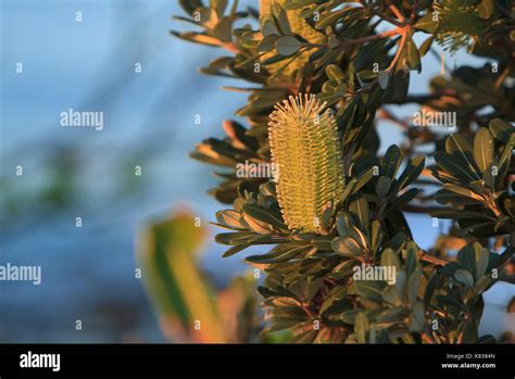 Coastal Banksia Tree Flower Banksia Integrifolia On The Australian