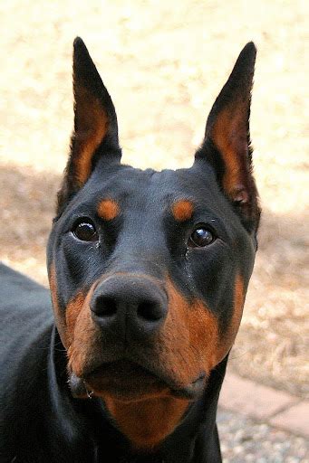 Trying Some Head Shots Doberman Forum Doberman Breed Dog Forums