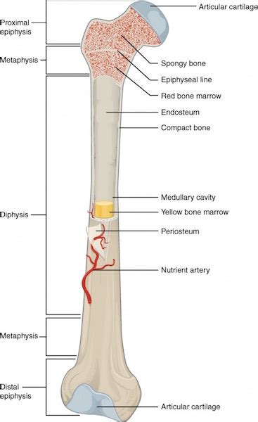 These bones tend to support weight and help movement. periosteum - Outlander Anatomy