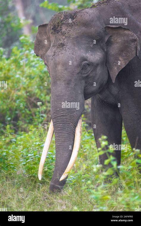 Indian Wild Tusker Elephant From National Park In India Stock Photo Alamy