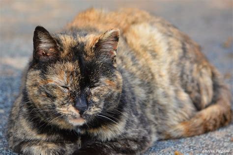Old Tortie Cat Nap The Feral Life Cat Blog