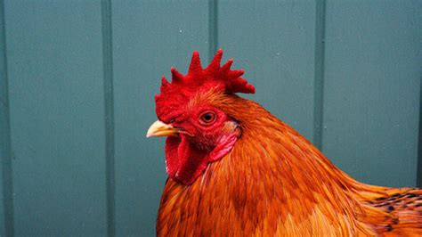 What Does the Rooster Say? (An NEA Big Read quiz) | National Endowment for the Arts