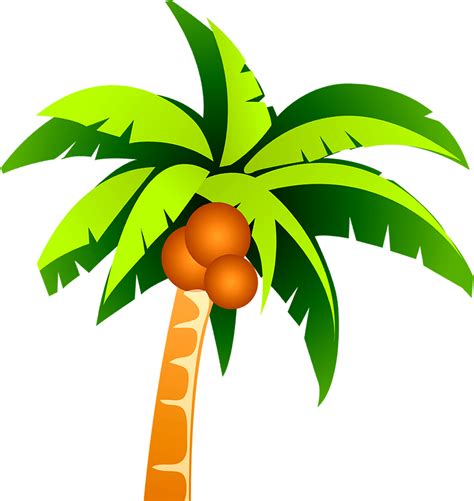 coconut tree clip art coconut tree vector material png png download 2946 3119 free