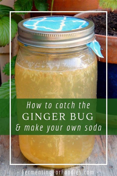 How To Make A Ginger Bug Starter Recipe Ginger Bug Fermentation