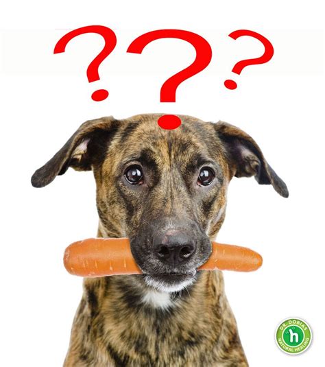 Dogs suffering from kidney disease or renal insufficiency need to be given a specific diet. Are Carrots Good for Your Dog | Dogs, Coconut oil for dogs ...