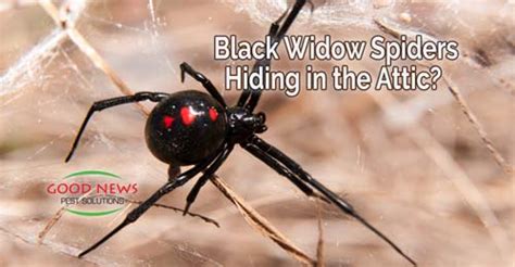 Black Widow Spiders Hiding In The Attic Pest Control In Venice Fl