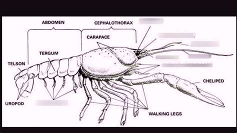 External Crayfish Anatomy 2 Diagram Quizlet