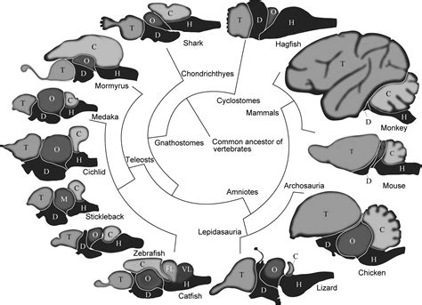 Preface To Vertebrate Brains Evolution Structures And Functions