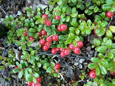 Newfoundland Wild Berry Picking While At White Sails Inn Eastport