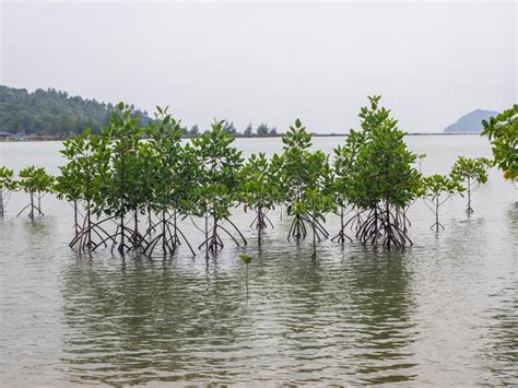 Mangrove Trees With Roots Growing In The Water On Koh Phangan Stock