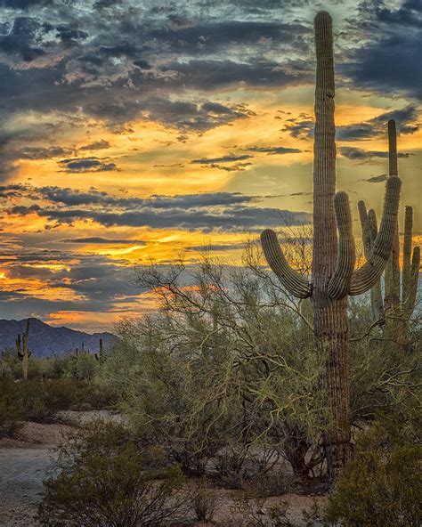 Sunset Approaches Arizona Sonoran Desert Photograph By Jon Berghoff