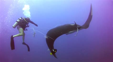 Tangled Manta Ray Asks For Divers Help • Scuba Diver Life