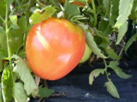 Pink Oxheart Tomato Seed Organically Grown Non Gmo Etsy