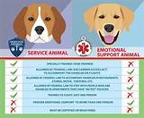 Images of Who Can Get An Emotional Support Animal