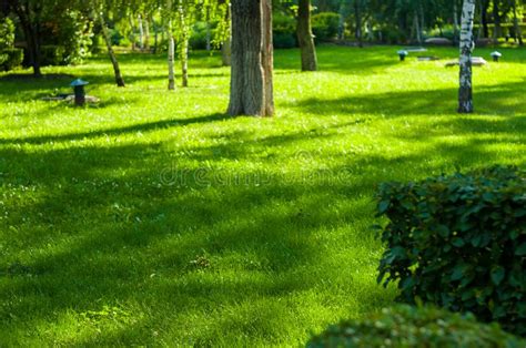 Early Summer Landscape Old Park Trees Bushes Green Grass Bright