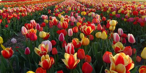 What Is The Best Time Of Year To See The Tulips In Holland Dutch