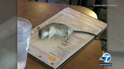 Rat Falls From Ceiling And Onto Table At Westchester Buffalo Wild Wings Abc7 Los Angeles