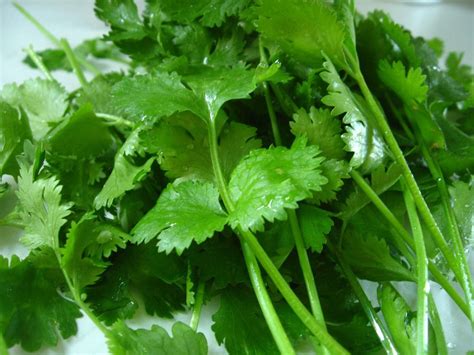 Mexican Workers Defecate On Cilantro Fields Forcing Usda To Ban It