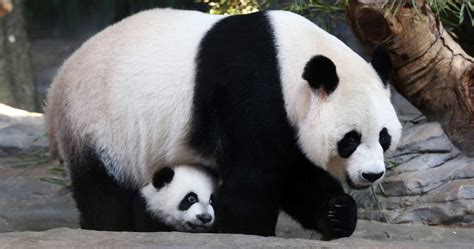 Nature Reserves Are Helping To Save Chinas Wild Giant Pandas