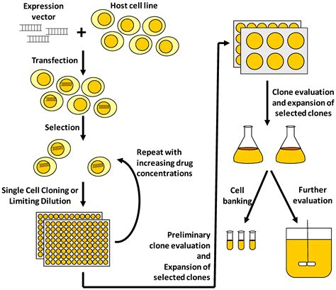 Pharmaceuticals Free Full Text Advances In Mammalian Cell Line