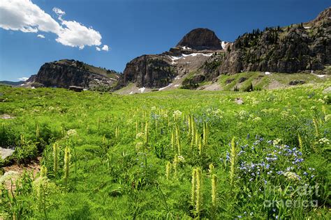 Wildflowers In The Teton Mountains Photograph By Mike Cavaroc Fine