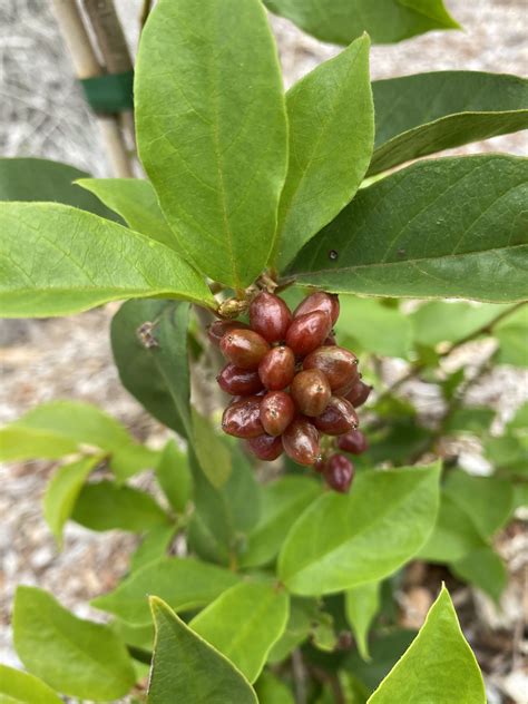 Native Currant Antidesma Erostre Indigigrow