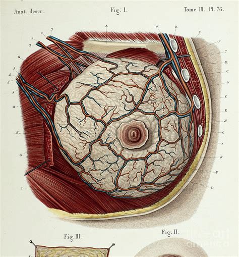 Female Breast Anatomy Photograph By Science Photo Library Pixels Merch