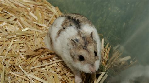 Ep10 Dwarf Hamster Rare Mutation No 3 Opal Mottled Russian Campbell