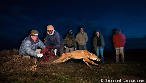 Wolf Release Burrard Lucas Photography