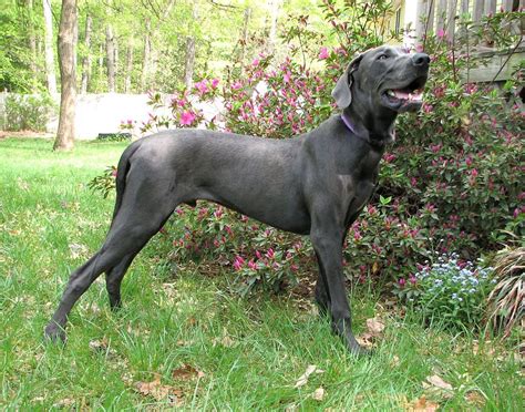 Get To Know The Great Dane Personality Rover Blog