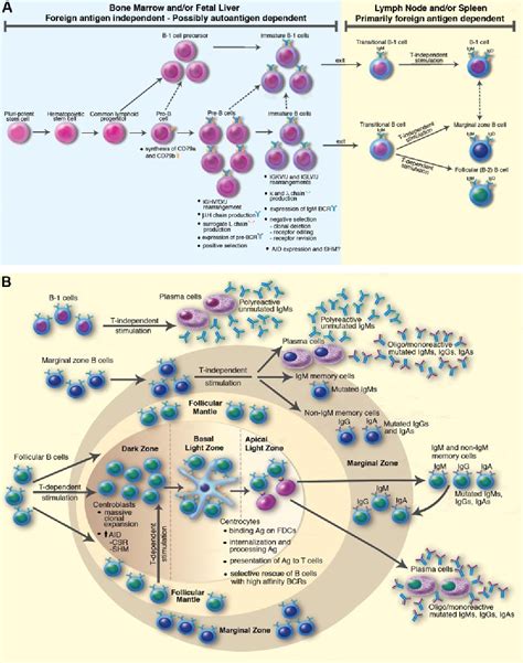 Figure 1 From Cellular Origins Of Chronic Lymphocytic Leukemia
