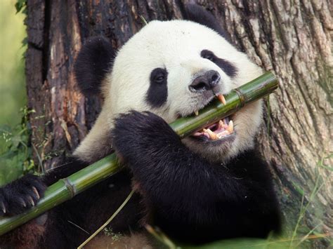 Cirugía Restricciones Estación Informacion Sobre Los Osos Pandas