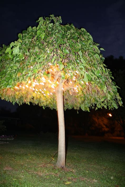 People who keep backyard chickens might also want to consider the mulberry fruit! I hung white lights in our weeping mulberry tree in our ...