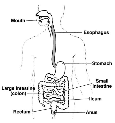 Digestive Tract With Labels Media Asset Niddk
