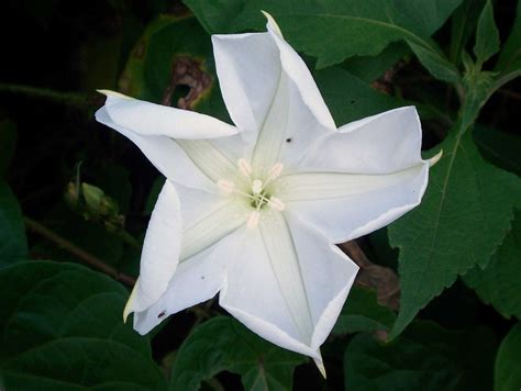 Ipomoea Alba Moonflower Hawaii Picture Of The Day