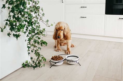 What To Feed A Sick Dog With No Appetite 8 Foods To Try