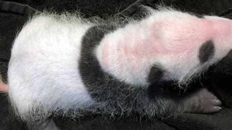 Photos Early Glimpses Of National Zoos Newborn Panda Cub Nbc4