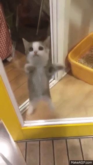 Kitten Gets So Excited He Jumps Up And Down On Make A 