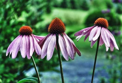 Easy Perennial Flowers For Beginners To Plant Easy Perennials