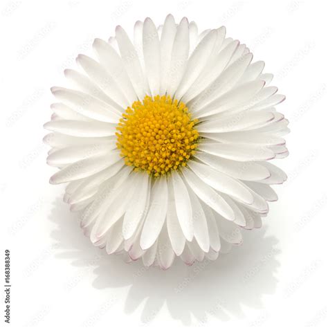 Beautiful Single Daisy Flower Isolated On White Background Cutout Stock