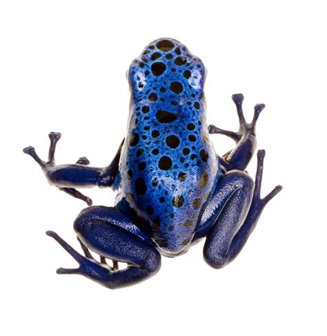 Poison Dart Frog Png Photo Png Svg Clip Art For Web Download Clip