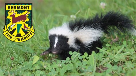 Scat And Tracks S3e4 The Striped Skunk Youtube