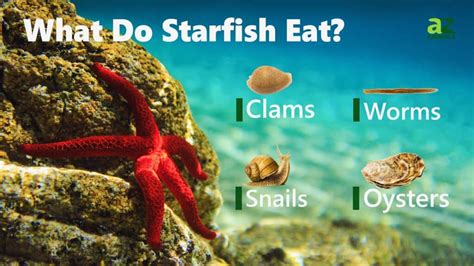 What Do Starfish Eat 12 Plus Amazing Foods In Their Diet A Z Animals