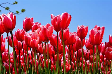 Tulips Park Red Free Photo On Pixabay