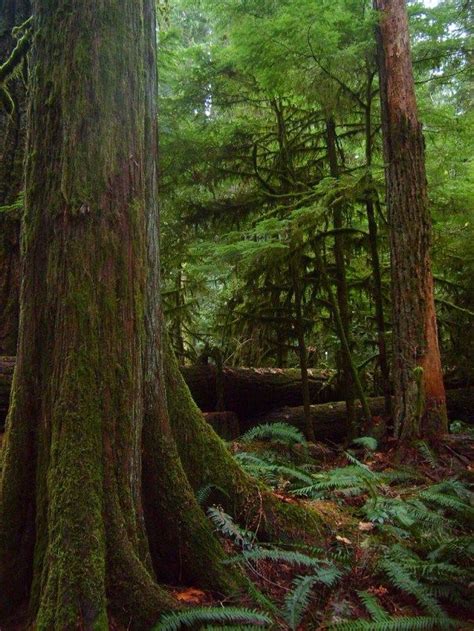 Cathedral Grove Vancouver Island Beautiful Vacation Spots West